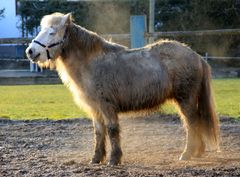 "das warscheinlich dreckigste Pferd der Welt" ;-)