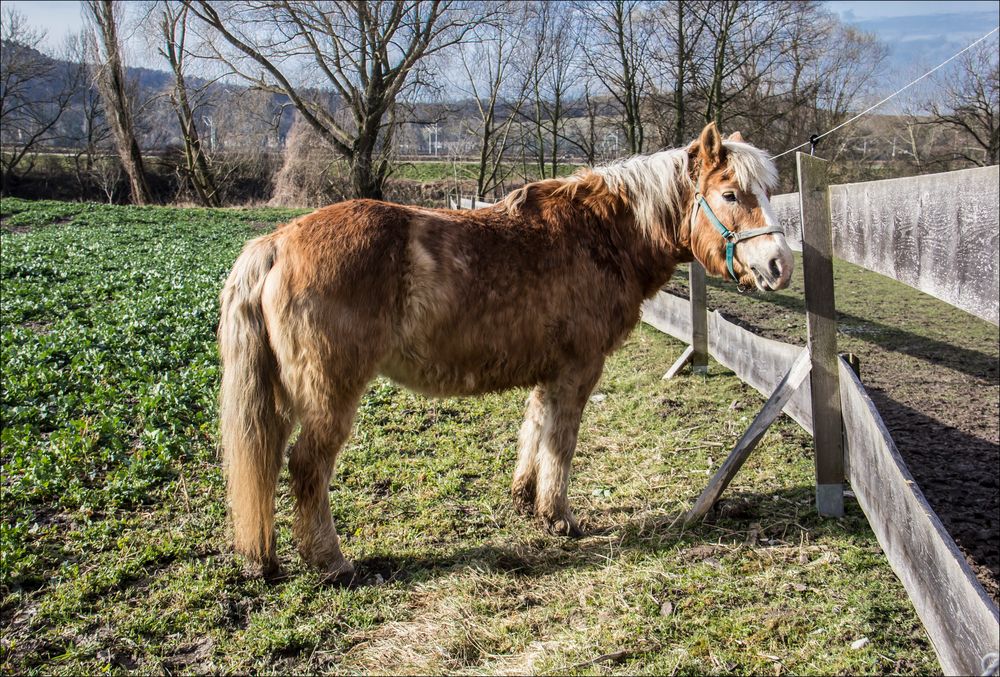 das Warten auf den Schlachter .. Foto & Bild natur, landschaft, pferde Bilder auf das Warten auf den Schlachter .. Foto & Bild natur, landschaft, pferde Bilder auf