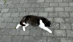 Das Warten auf die DHL saugt aus