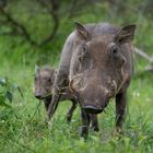 Das Warzenschwein