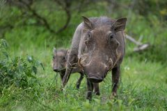Das Warzenschwein
