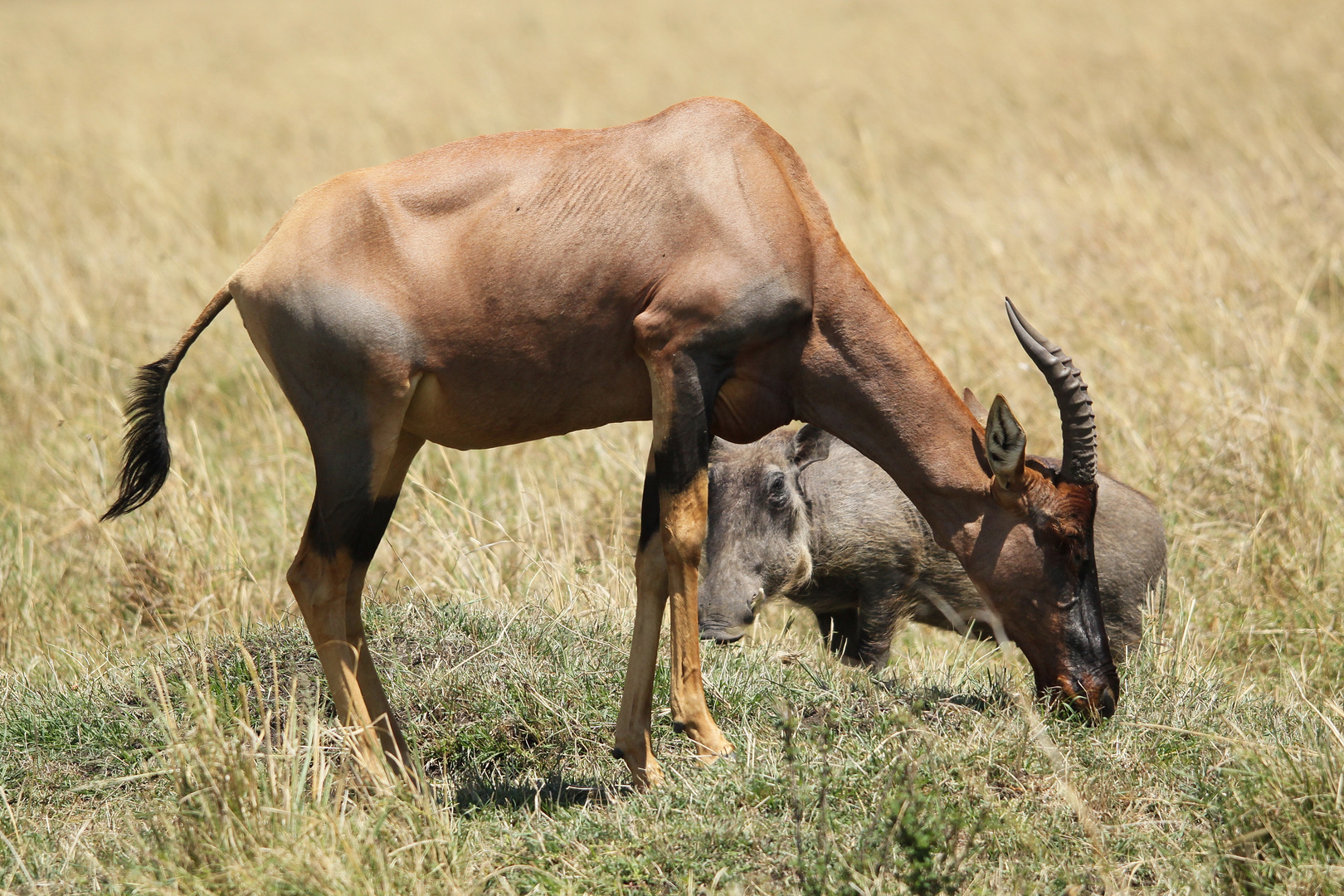 das Warzenschwein schaut blöde drein - der Topiantilope solls doch egal sein