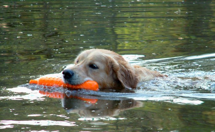 Das, was ein Golden Retriever am liebsten tut...