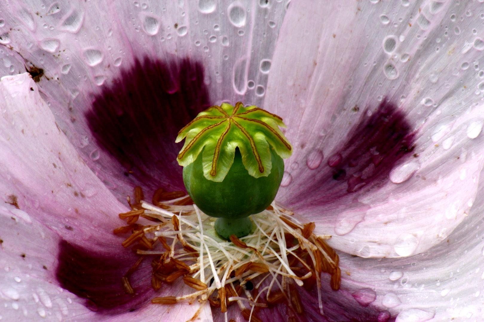 Das, was größer ist als wir, lehrt alle Lebewesen, was sie tun sollen. Wir sind wie die Blumen. Wir