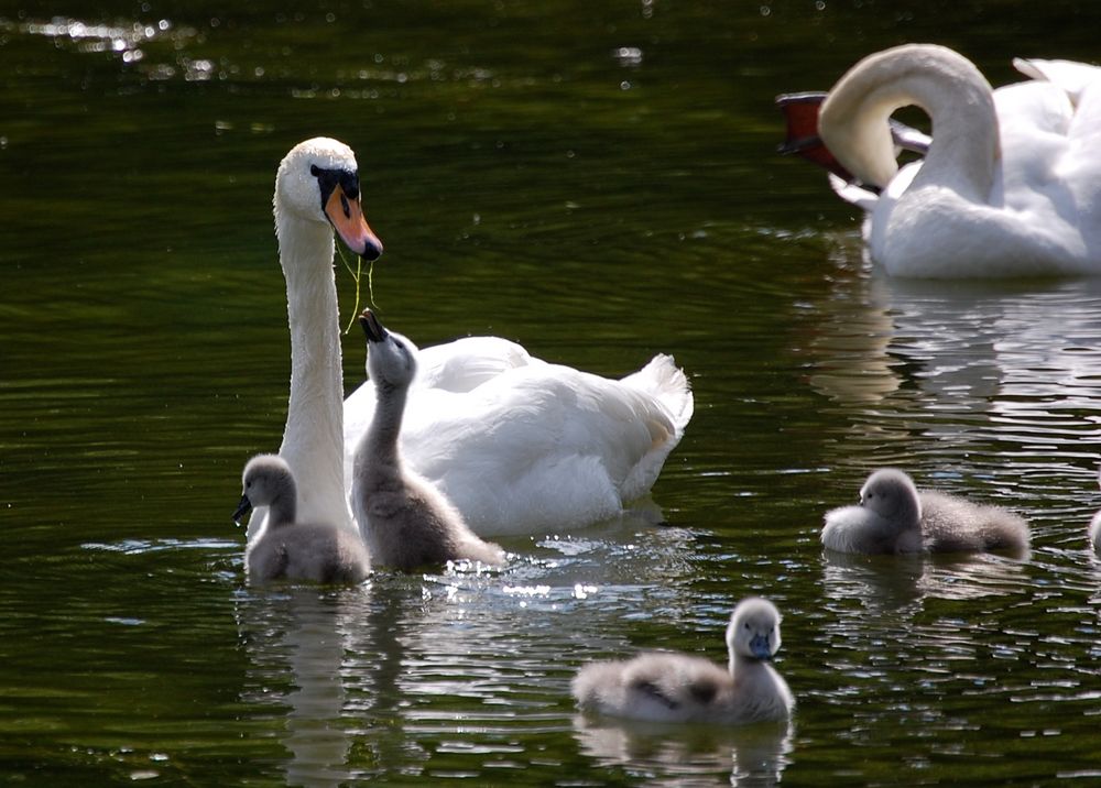 Das, was Mama da hat, will ich auch!