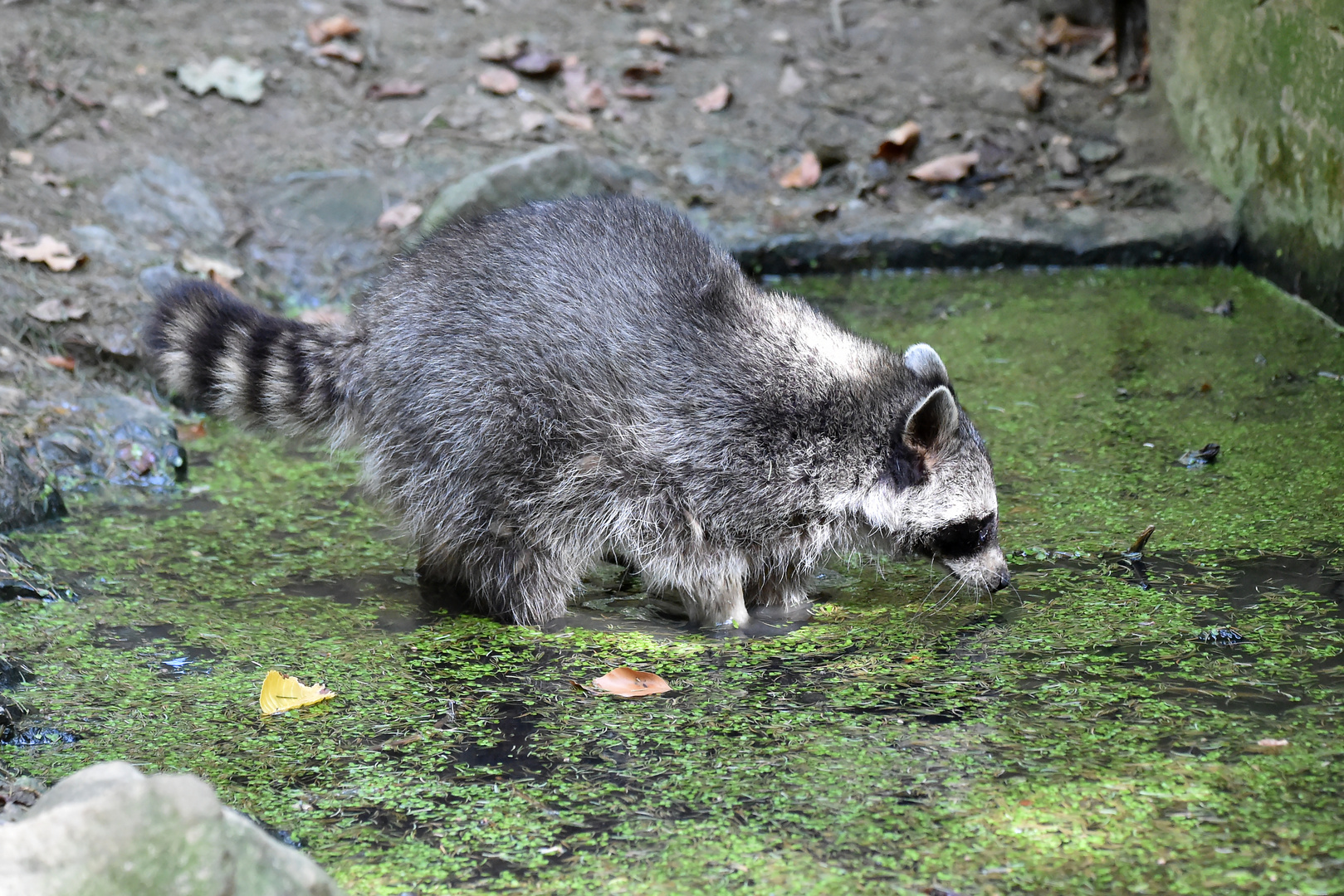 Das Waschwasser muss gewechselt werden