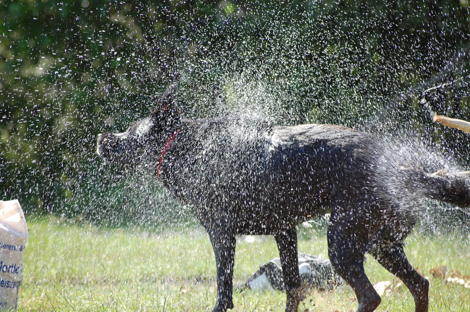 das Wasser im Tier