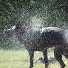 das Wasser im Tier