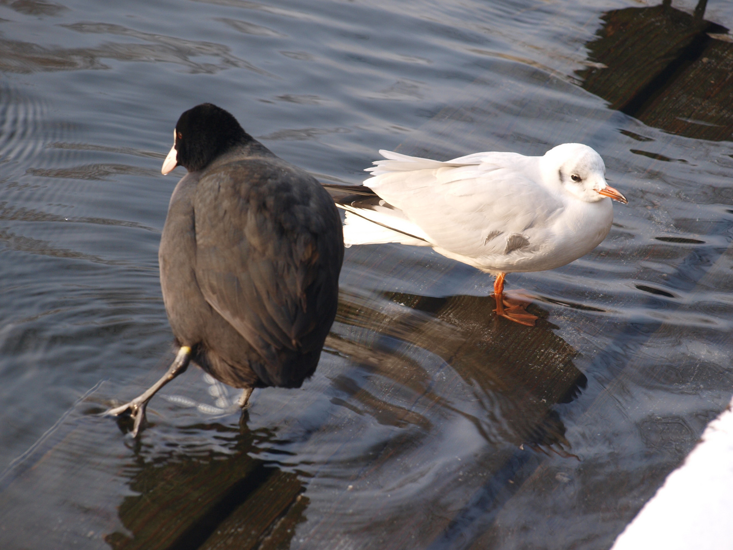 Das Wasser ist kalt.