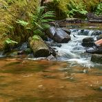 Das Wasser plätschert über Stock und Stein, gurgelt um kleine Felsbrocken herum, fließt in einem...