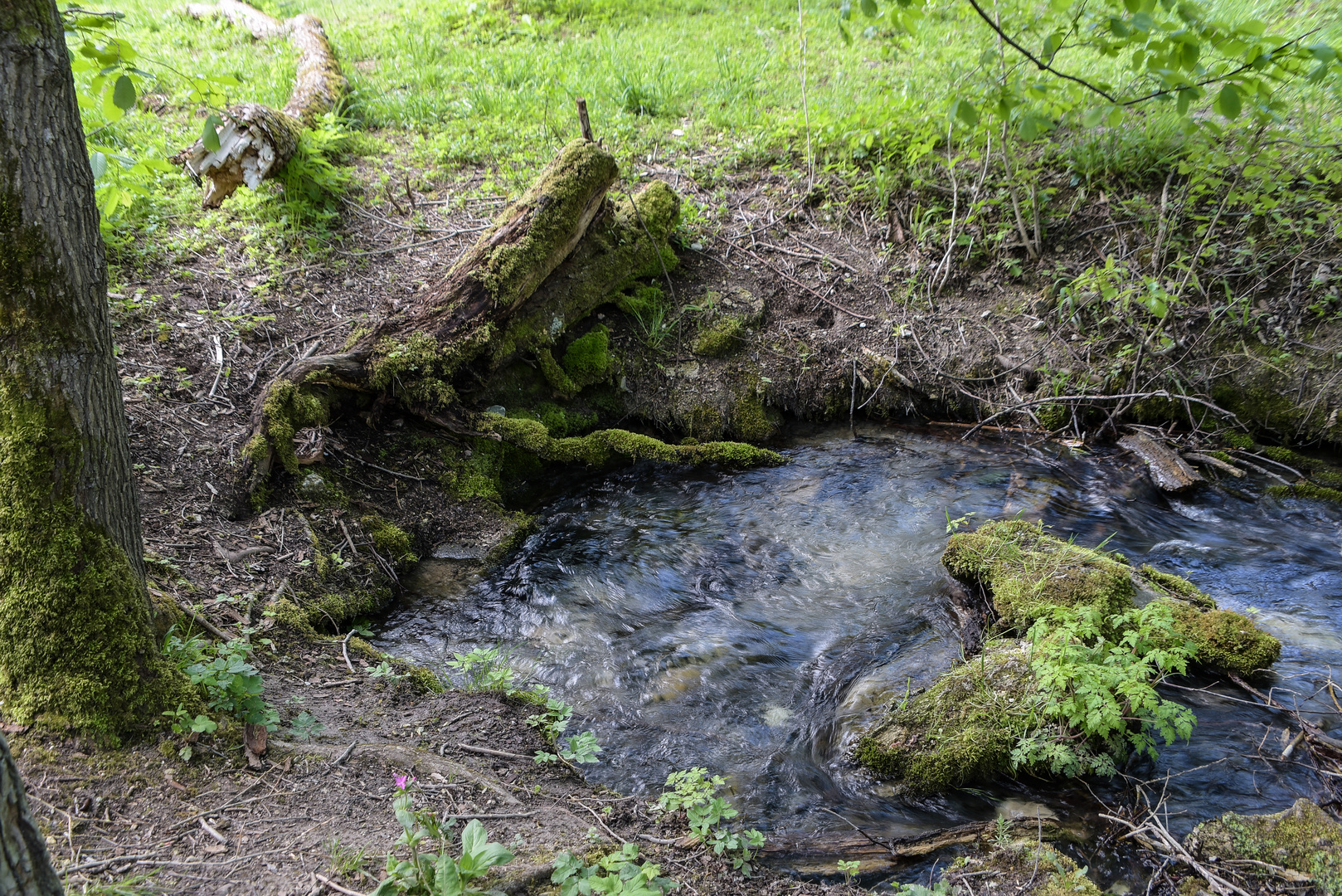 Das Wasser quillt aus dem Boden