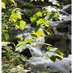 Das Wasser rauscht an der Saußbachklamm