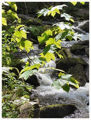 Das Wasser rauscht an der Saußbachklamm