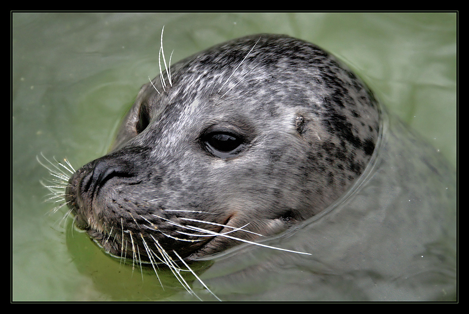 Das Wasser steht bis zum Hals.....