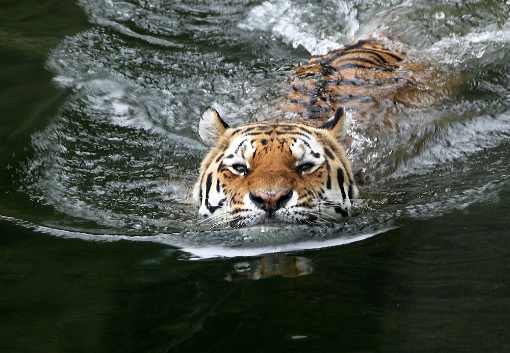 das Wasser steht ihm bis zum Hals