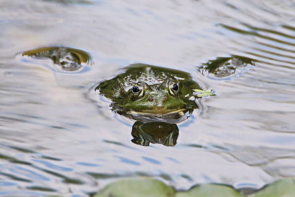 das Wasser steht mir bis zum Hals