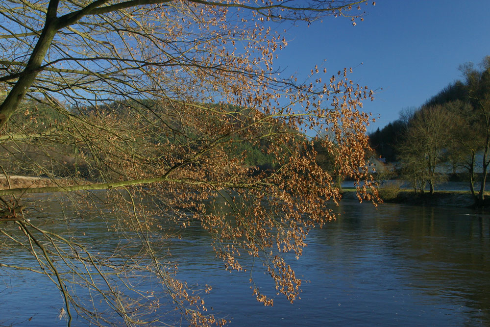 Das Wasser wird bald Leben in den Baum bringen