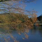 Das Wasser wird bald Leben in den Baum bringen