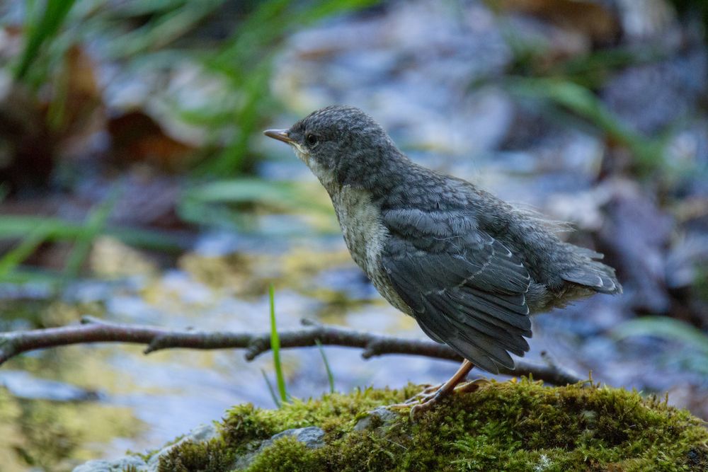 Das Wasseramsel-Kind