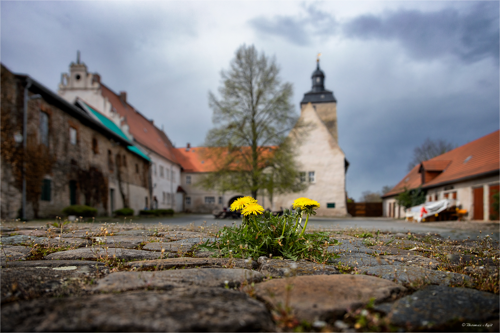 Das Wasserburgmittwochsblümchen...