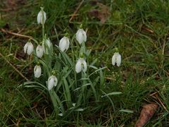 Das Wasserglöckchen (Galanthes pluvialis n.sp.), im Volksmund auch "Regenglöckchen" genannt - . . .