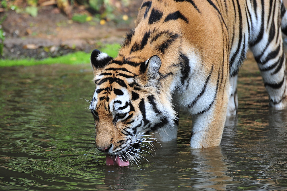 das Wasser.........Lebensquelle jedes Lebewesen.............