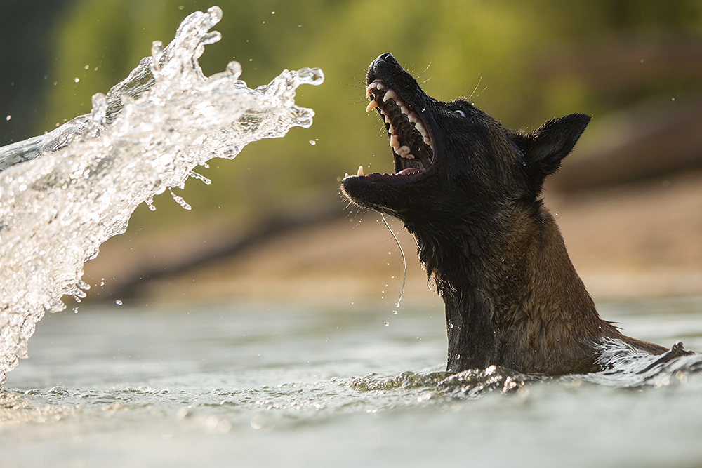 das Wassermonster!