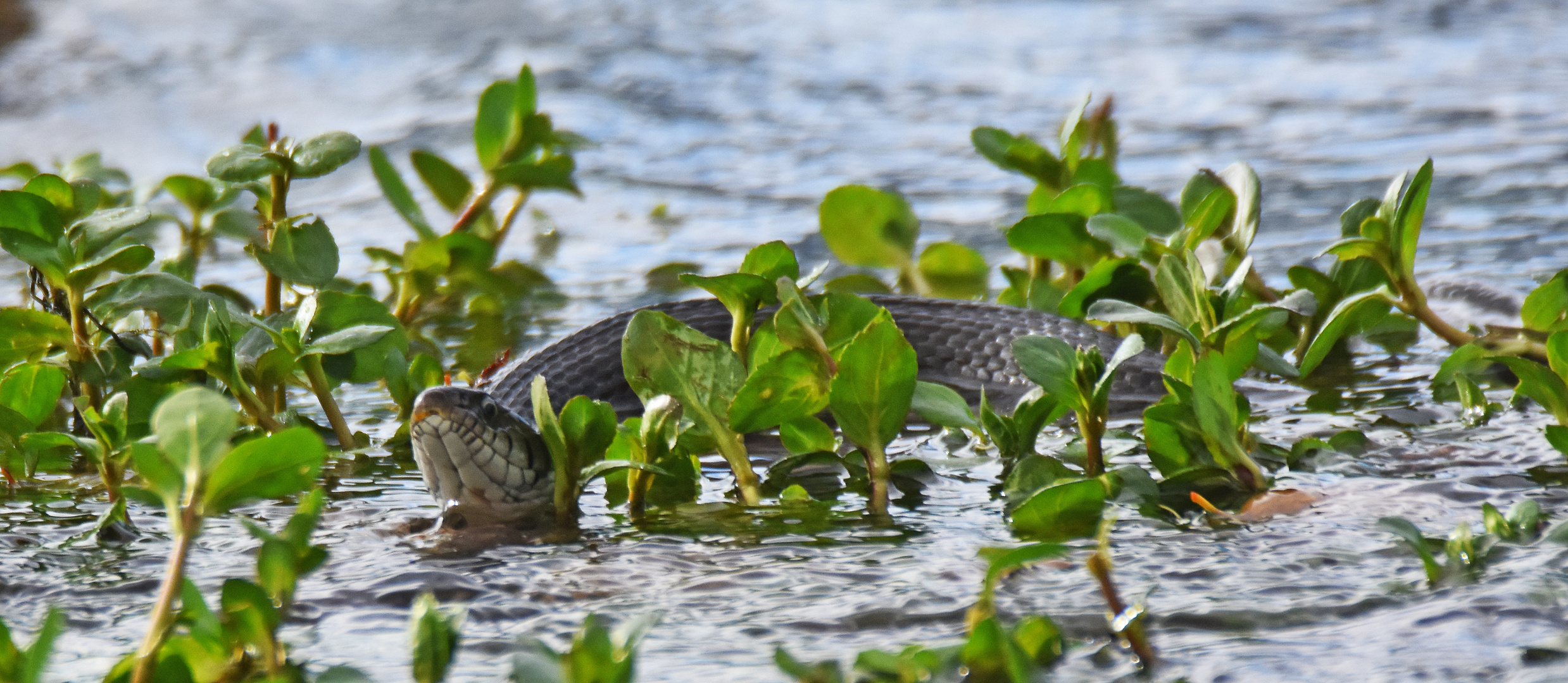 Das Wasserreptil