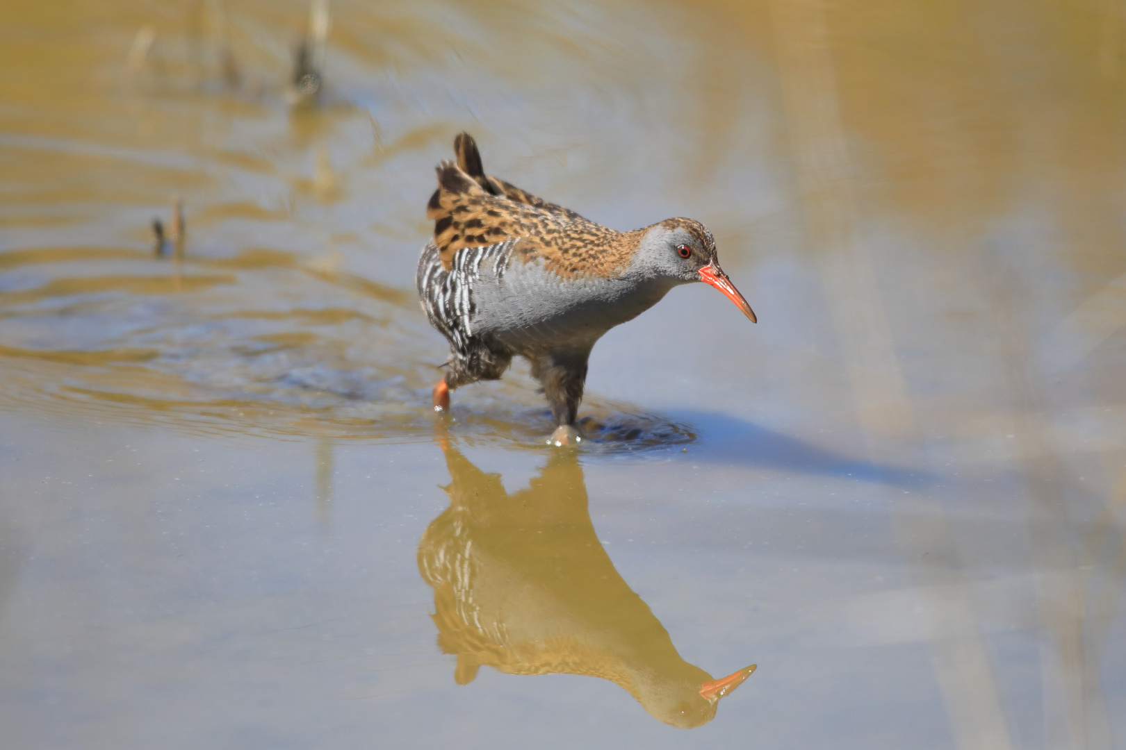 Das "Wasserschwein"