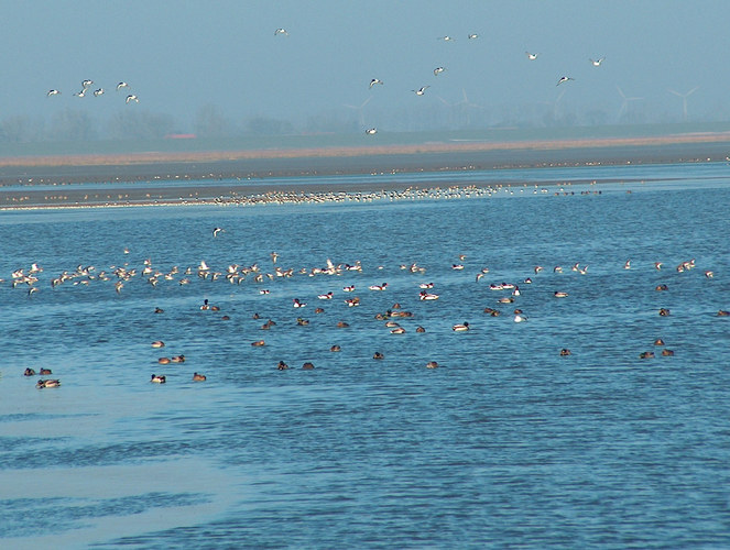 Das Wattenmeer bei Dangast