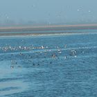 Das Wattenmeer bei Dangast