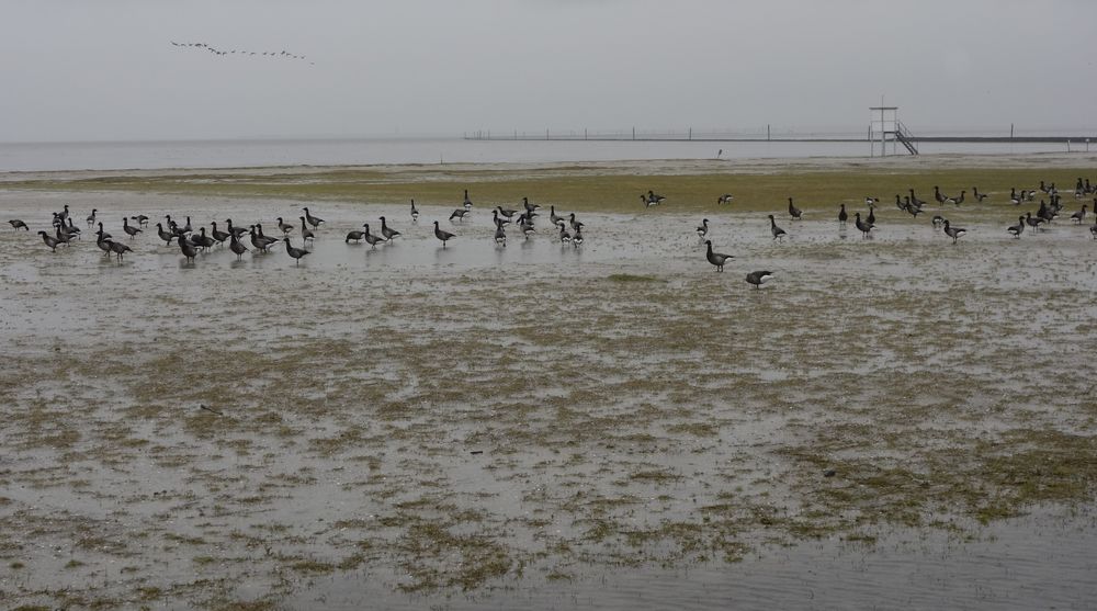 Das Wattenmeer vor Carolinensiel