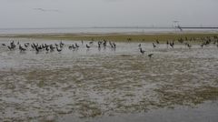 Das Wattenmeer vor Carolinensiel