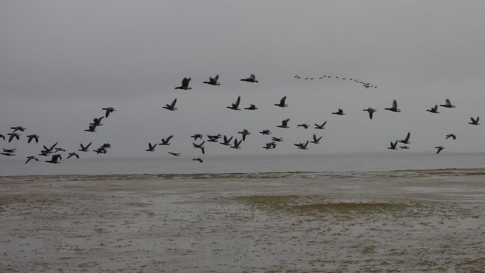 Das Wattenmeer vor Carolinensiel