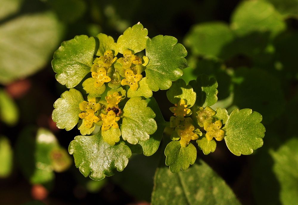 Das Wechselblättrige Milzkraut (Chrysosplenium alternifolium)