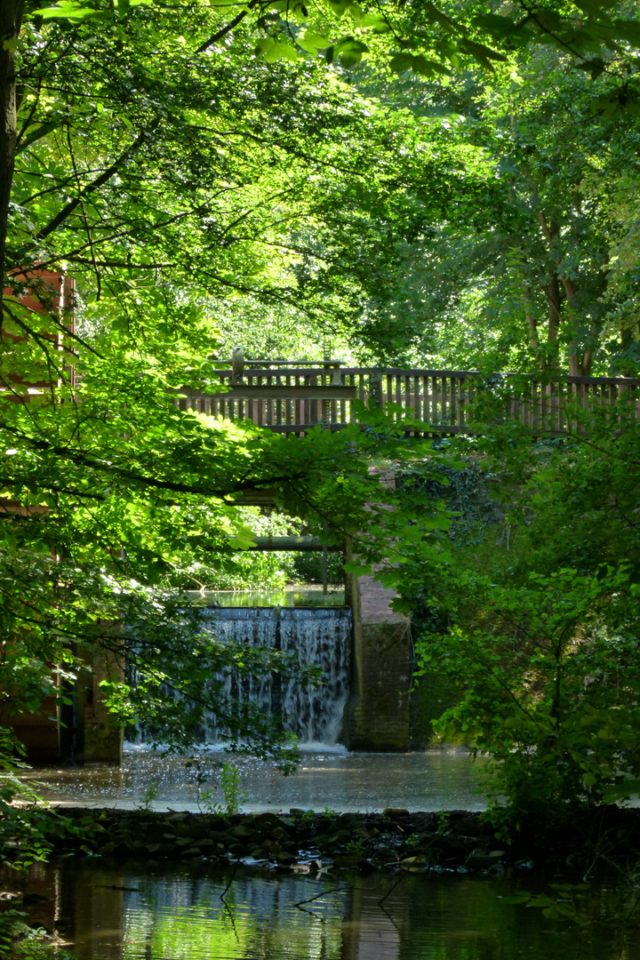 Das Wehr im Wald