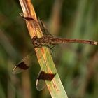 Das Weibchen der Gebänderten Heidelibelle (Sympetrum pedemontanum)