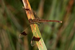 Das Weibchen der Gebänderten Heidelibelle (Sympetrum pedemontanum)