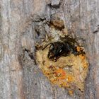 Das Weibchen der Gemeinen Löcherbiene (Heriades truncorum) ...