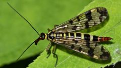 Das Weibchen der Gemeinen Skorpionsfliege (Panorpa communis)