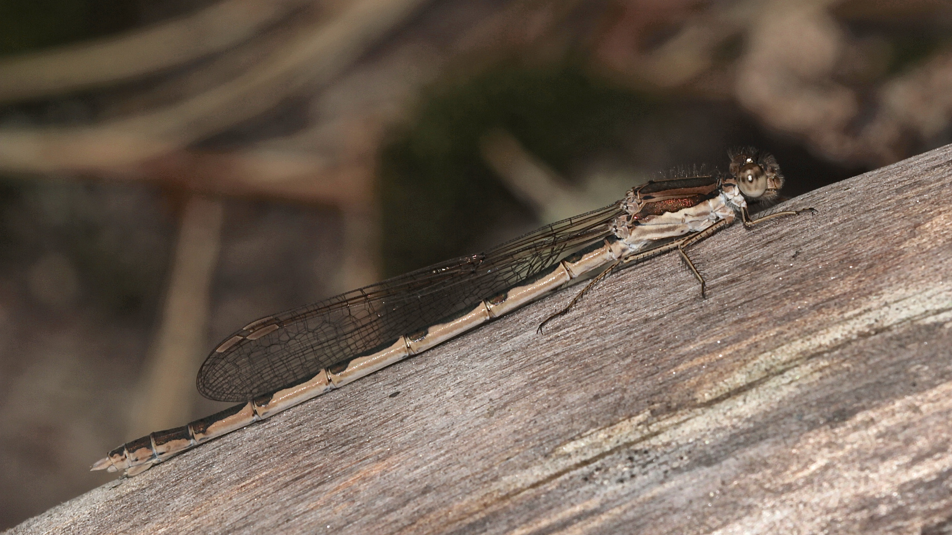 Das Weibchen der Gemeinen Winterlibelle (Sympecma fusca) ...