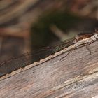 Das Weibchen der Gemeinen Winterlibelle (Sympecma fusca) ...