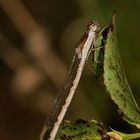 Das Weibchen der Gemeinen Winterlibelle (Sympecma fusca) ...