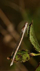 Das Weibchen der Gemeinen Winterlibelle (Sympecma fusca) ...