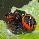 Das Weibchen der Glanz-Krabbenspinne hat ihr Männchen zum Fressen gern!  - Thomise Napoléon.