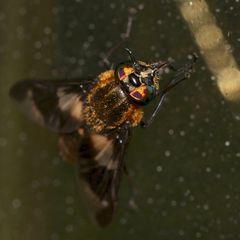 Das Weibchen der Goldaugenbremse CHRYSOPS CAECUTIENS, ...