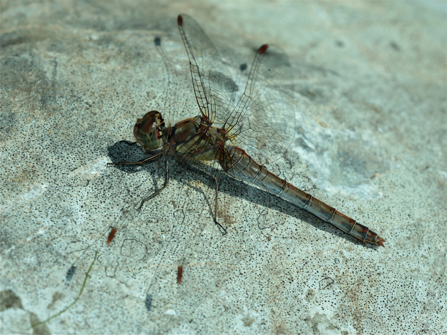 Das Weibchen der Großen Heidelibelle (Sympetrum striolatum)