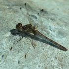 Das Weibchen der Großen Heidelibelle (Sympetrum striolatum)