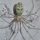 Das Weibchen der Großen Zitterspinne (Opilio phalangioides), ca. 5mm lang