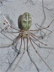 Das Weibchen der Großen Zitterspinne (Opilio phalangioides), ca. 5mm lang